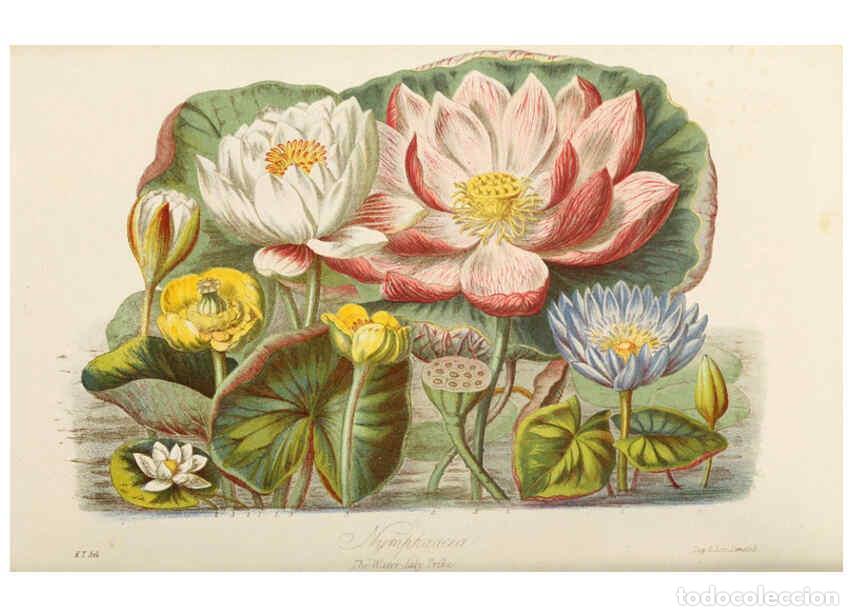 Collection Magazines and Newspapers: Reproducci&oacute;n/Reproduction 6059027690: Illustrations of the natural orders of plants with groups and