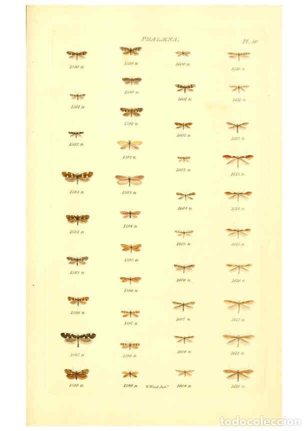 Collection Magazines and Newspapers: Reproducci&oacute;n/Reproduction 6056146574: Index entomologicus London :William Wood,1839 - William Wood