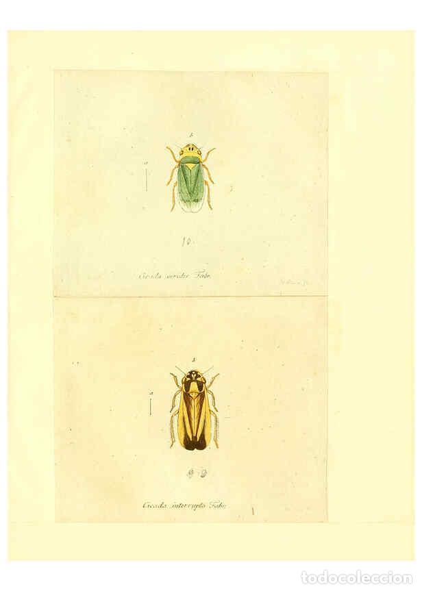 Collection Magazines and Newspapers: Reproducci&oacute;n/Reproduction 6056302778: Faunae insectorum Germanicae initia Nuremberg :Felsecker,1792-