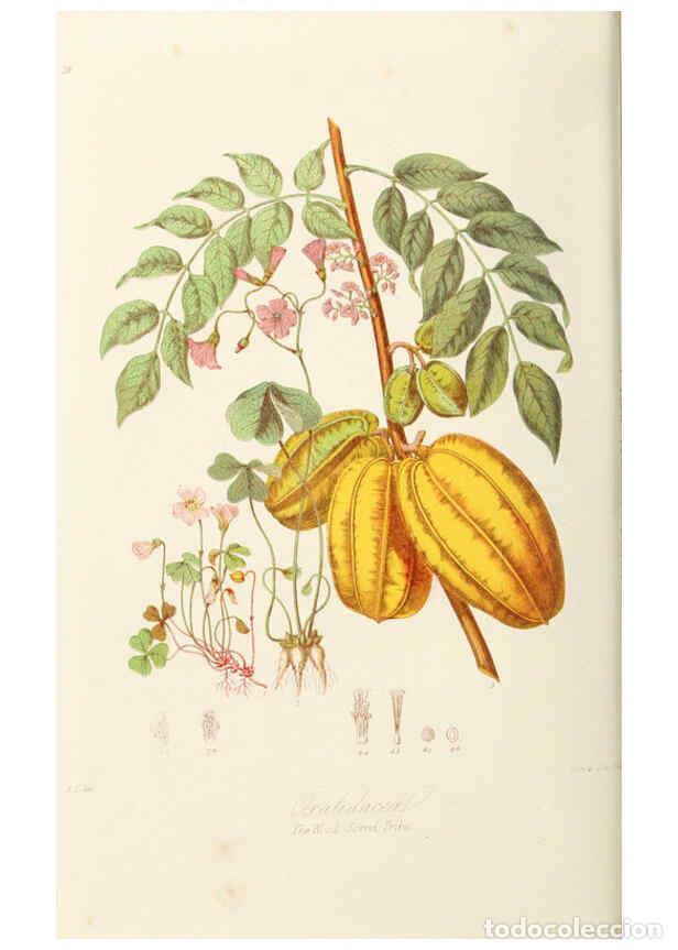 Collection Magazines and Newspapers: Reproducci&oacute;n/Reproduction 6058482091: Illustrations of the natural orders of plants with groups and