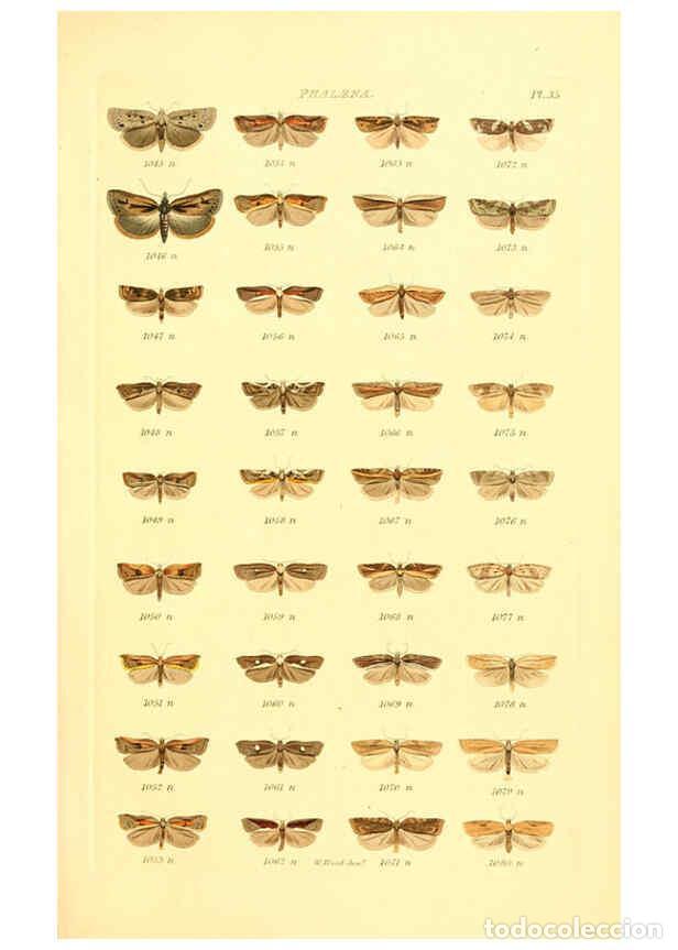 Collection Magazines and Newspapers: Reproducci&oacute;n/Reproduction 6056142450: Index entomologicus London :William Wood,1839 - William Wood