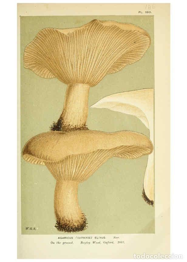 Collection Magazines and Newspapers: Reproducci&oacute;n/Reproduction 6055643967: Illustrations of British fungi (Hymenomycetes) London,Williams