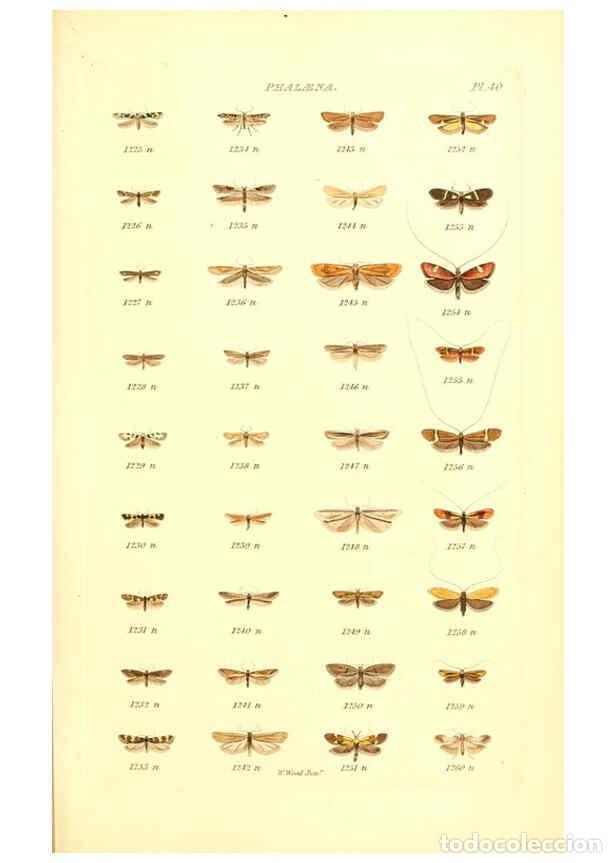 Collection Magazines and Newspapers: Reproducci&oacute;n/Reproduction 6055597165: Index entomologicus London :William Wood,1839 - William Wood