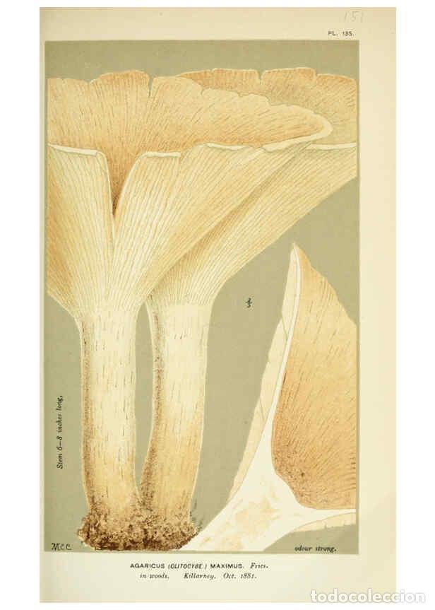 Collection Magazines and Newspapers: Reproducci&oacute;n/Reproduction 6055645135: Illustrations of British fungi (Hymenomycetes) London,Williams