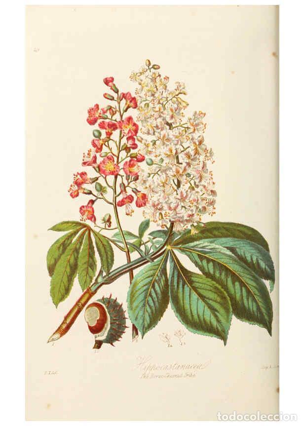 Collection Magazines and Newspapers: Reproducci&oacute;n/Reproduction 6058484079: Illustrations of the natural orders of plants with groups and