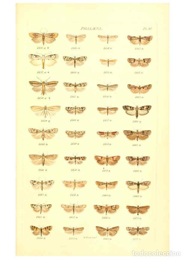 Collection Magazines and Newspapers: Reproducci&oacute;n/Reproduction 6055598611: Index entomologicus London :William Wood,1839 - William Wood