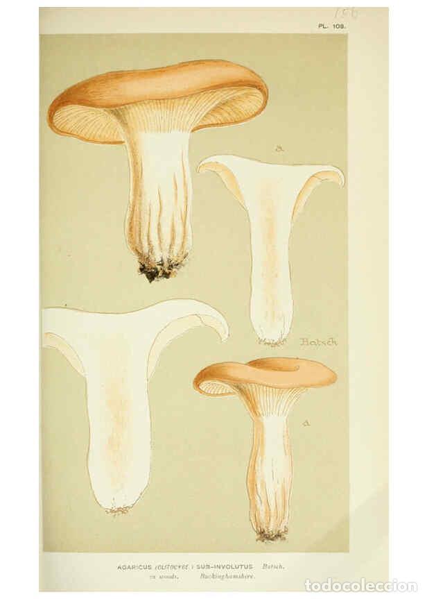 Collection Magazines and Newspapers: Reproducci&oacute;n/Reproduction 6056193200: Illustrations of British fungi (Hymenomycetes) London,Williams