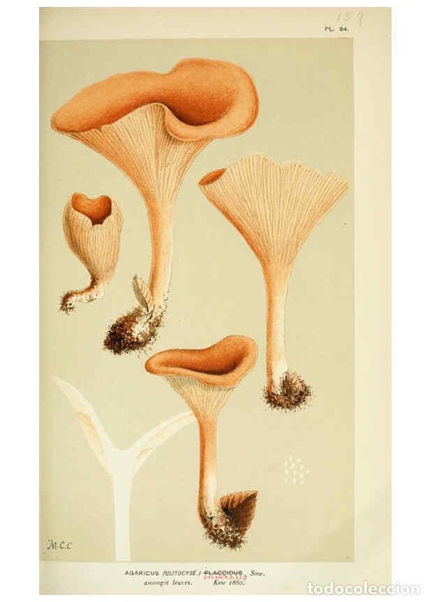 Collection Magazines and Newspapers: Reproducci&oacute;n/Reproduction 6056193914: Illustrations of British fungi (Hymenomycetes) London,Williams