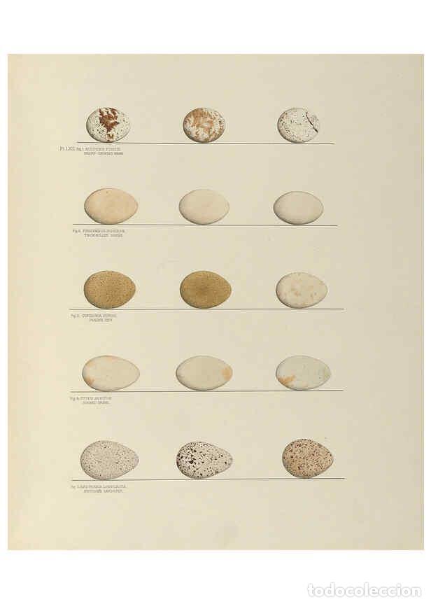 Collection Magazines and Newspapers: Reproducci&oacute;n/Reproduction 6058399713: Illustrations of the nests and eggs of birds of Ohio. v.2 Circ