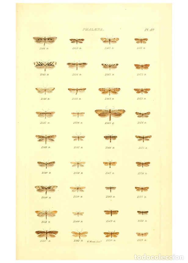 Collection Magazines and Newspapers: Reproducci&oacute;n/Reproduction 6055599585: Index entomologicus London :William Wood,1839 - William Wood