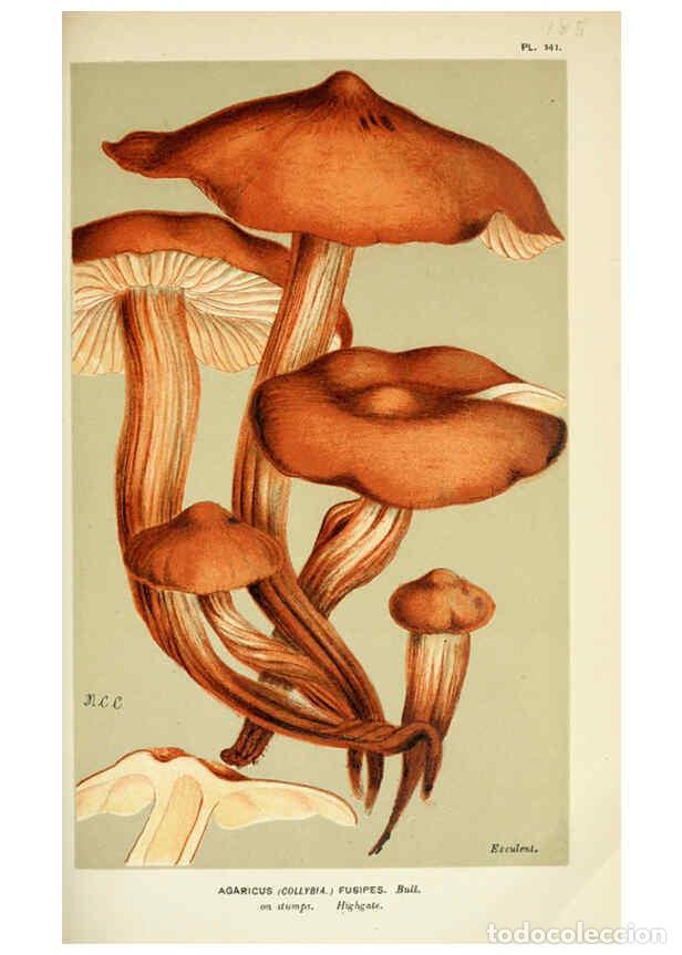 Collection Magazines and Newspapers: Reproducci&oacute;n/Reproduction 6056201280: Illustrations of British fungi (Hymenomycetes) London,Williams