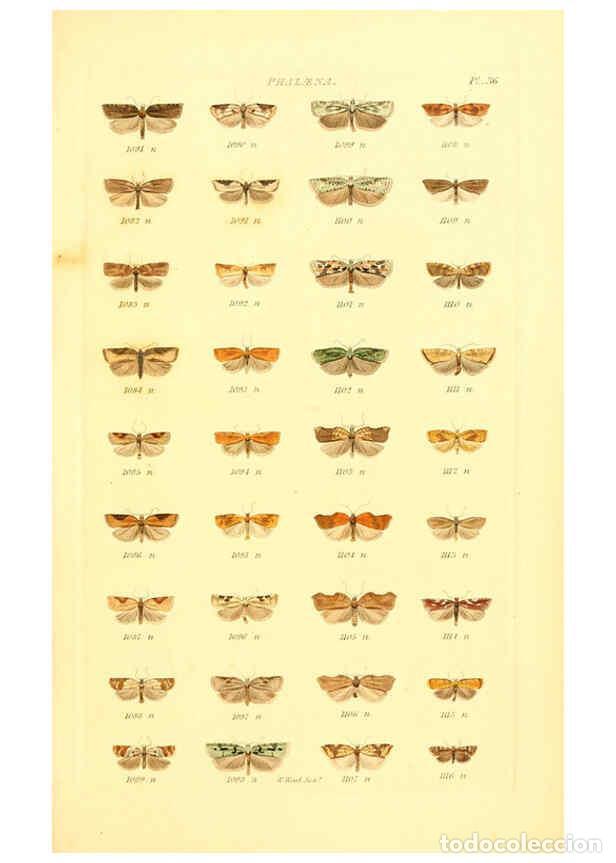 Collection Magazines and Newspapers: Reproducci&oacute;n/Reproduction 6055596153: Index entomologicus London :William Wood,1839 - William Wood