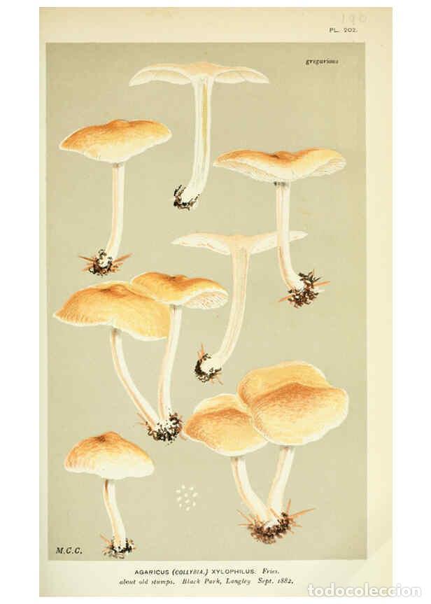 Collection Magazines and Newspapers: Reproducci&oacute;n/Reproduction 6056202702: Illustrations of British fungi (Hymenomycetes) London,Williams