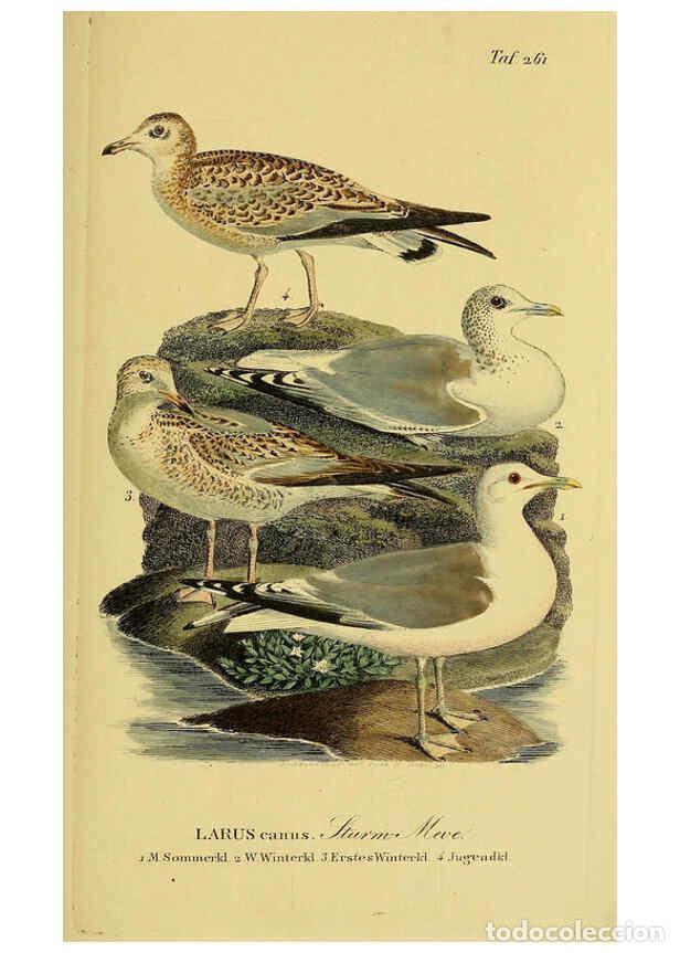 Collezionismo di Riviste e Giornali: Reproducci&oacute;n/Reproduction 6059459332: Johann Andreas Naumann's ... Naturgeschichte der V&ouml;gel Deutsch