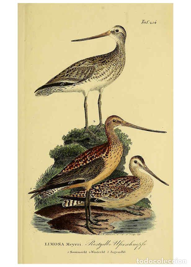 Collezionismo di Riviste e Giornali: Reproducci&oacute;n/Reproduction 6058895613: Johann Andreas Naumann's ... Naturgeschichte der V&ouml;gel Deutsch