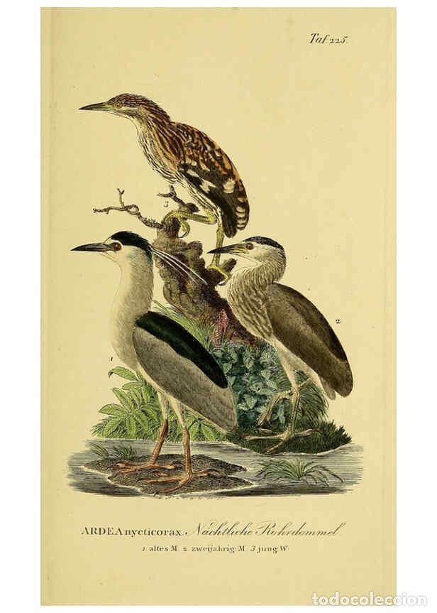 Collezionismo di Riviste e Giornali: Reproducci&oacute;n/Reproduction 6058899349: Johann Andreas Naumann's ... Naturgeschichte der V&ouml;gel Deutsch