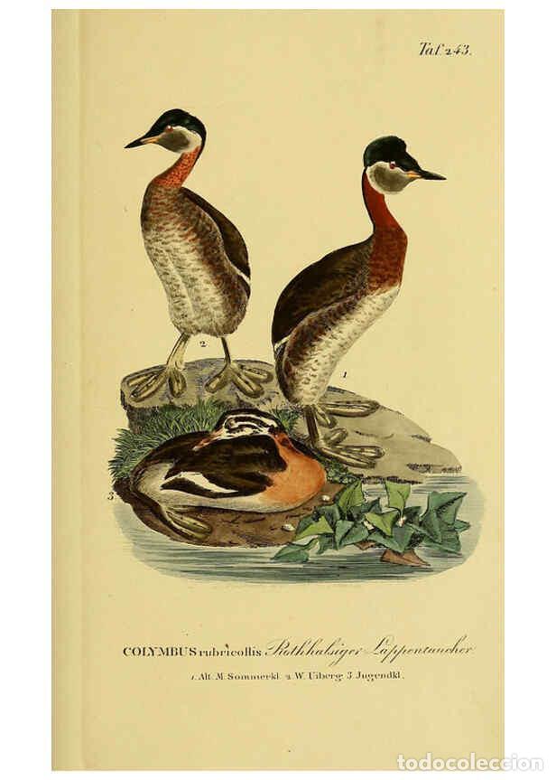 Collezionismo di Riviste e Giornali: Reproducci&oacute;n/Reproduction 6058905421: Johann Andreas Naumann's ... Naturgeschichte der V&ouml;gel Deutsch