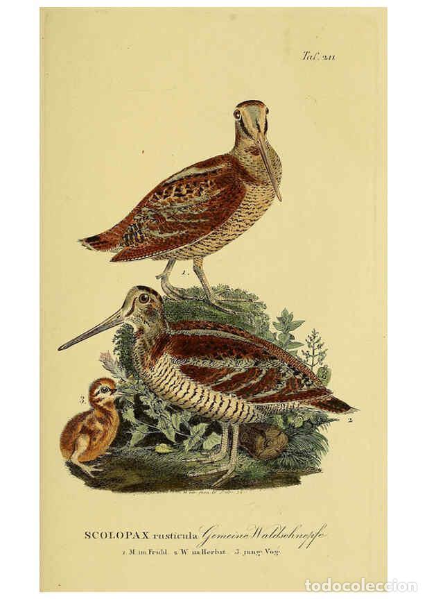 Collezionismo di Riviste e Giornali: Reproducci&oacute;n/Reproduction 6059441788: Johann Andreas Naumann's ... Naturgeschichte der V&ouml;gel Deutsch