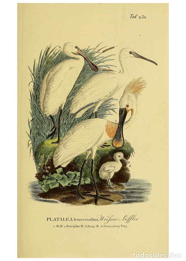 Collezionismo di Riviste e Giornali: Reproducci&oacute;n/Reproduction 6058901329: Johann Andreas Naumann's ... Naturgeschichte der V&ouml;gel Deutsch