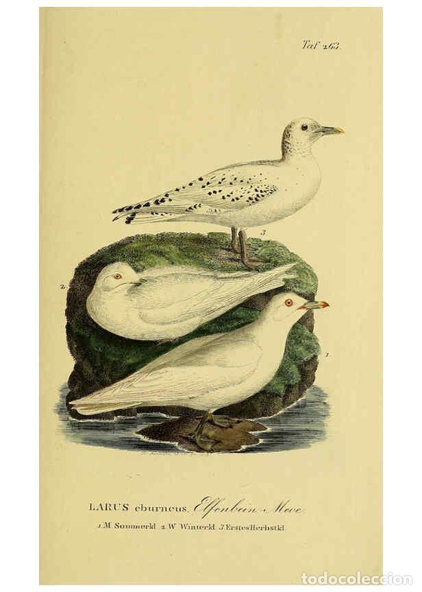 Collezionismo di Riviste e Giornali: Reproducci&oacute;n/Reproduction 6058912441: Johann Andreas Naumann's ... Naturgeschichte der V&ouml;gel Deutsch