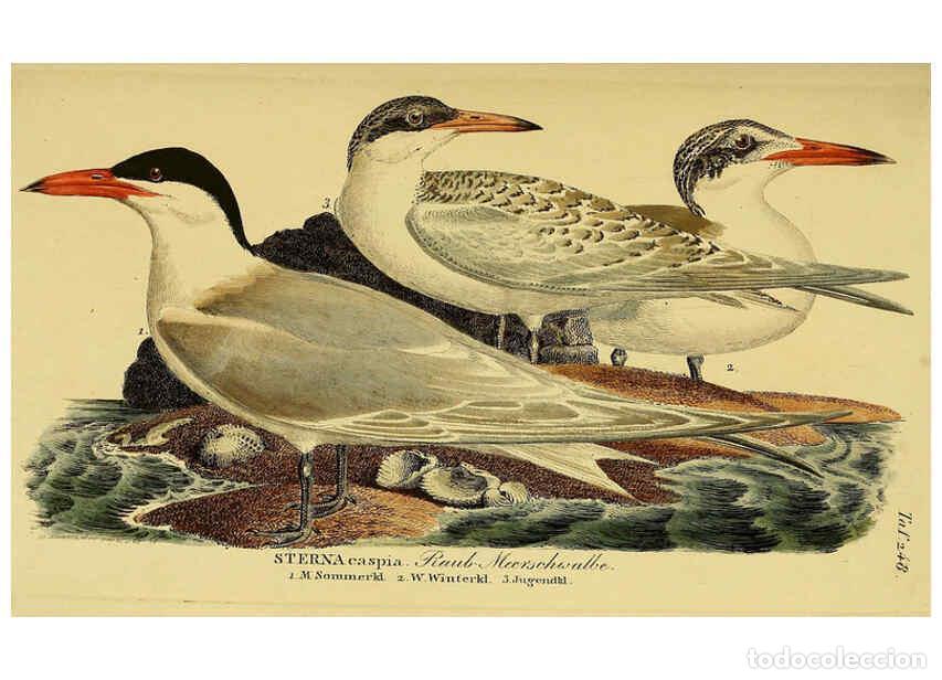 Collezionismo di Riviste e Giornali: Reproducci&oacute;n/Reproduction 6059454746: Johann Andreas Naumann's ... Naturgeschichte der V&ouml;gel Deutsch