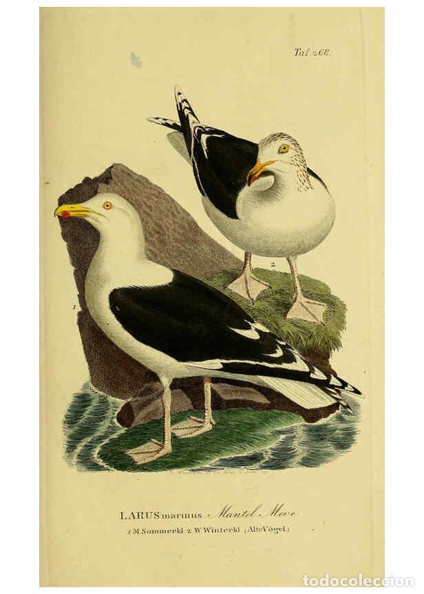 Collezionismo di Riviste e Giornali: Reproducci&oacute;n/Reproduction 6058914109: Johann Andreas Naumann's ... Naturgeschichte der V&ouml;gel Deutsch