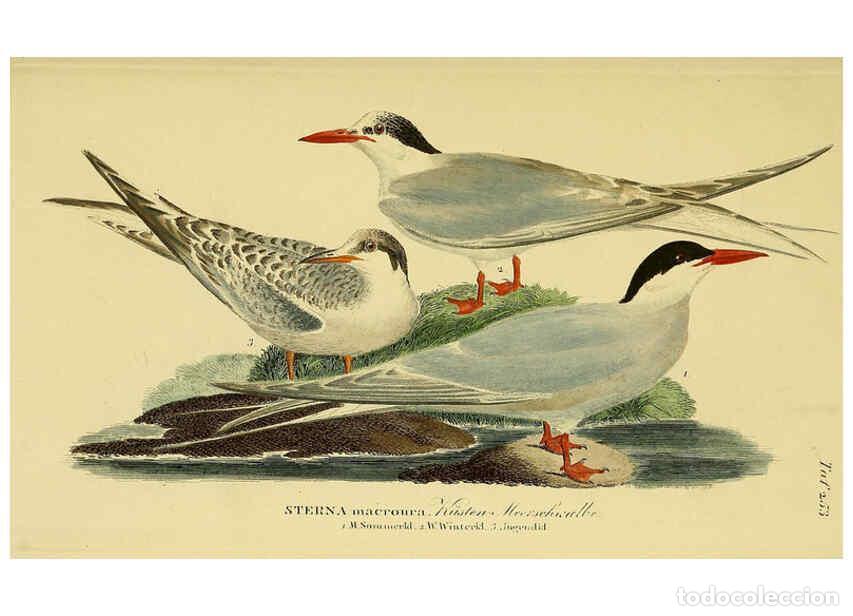 Collezionismo di Riviste e Giornali: Reproducci&oacute;n/Reproduction 6058908825: Johann Andreas Naumann's ... Naturgeschichte der V&ouml;gel Deutsch