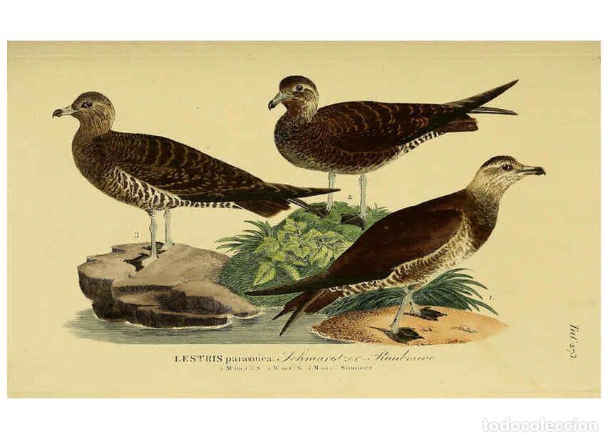 Collezionismo di Riviste e Giornali: Reproducci&oacute;n/Reproduction 6059463656: Johann Andreas Naumann's ... Naturgeschichte der V&ouml;gel Deutsch