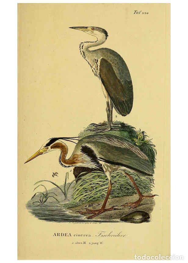 Collezionismo di Riviste e Giornali: Reproducci&oacute;n/Reproduction 6059445100: Johann Andreas Naumann's ... Naturgeschichte der V&ouml;gel Deutsch