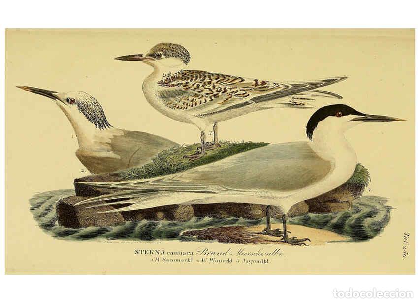 Collezionismo di Riviste e Giornali: Reproducci&oacute;n/Reproduction 6058908019: Johann Andreas Naumann's ... Naturgeschichte der V&ouml;gel Deutsch