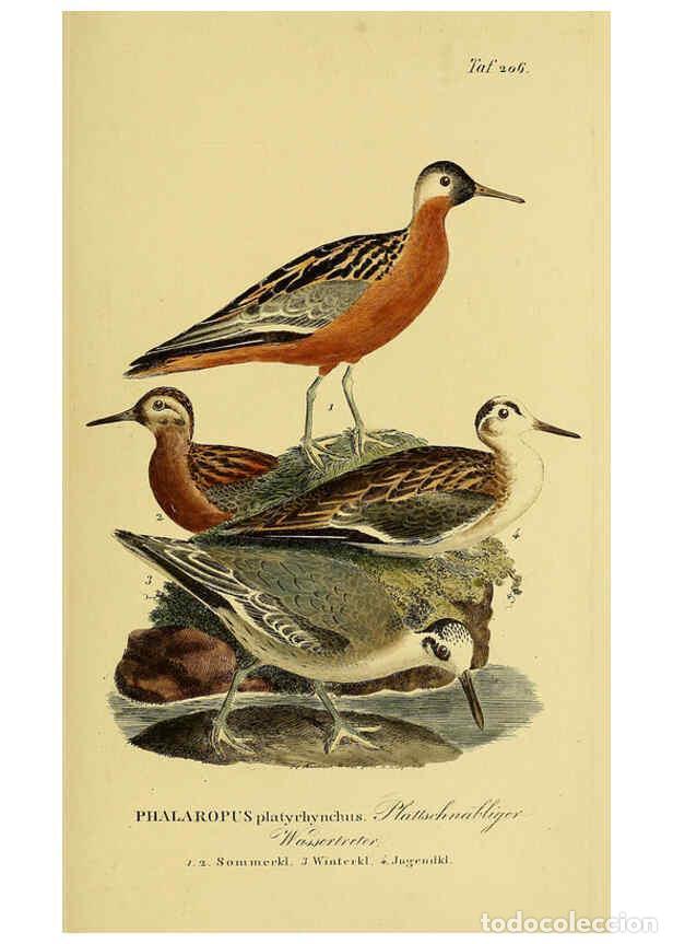 Collezionismo di Riviste e Giornali: Reproducci&oacute;n/Reproduction 6058892807: Johann Andreas Naumann's ... Naturgeschichte der V&ouml;gel Deutsch