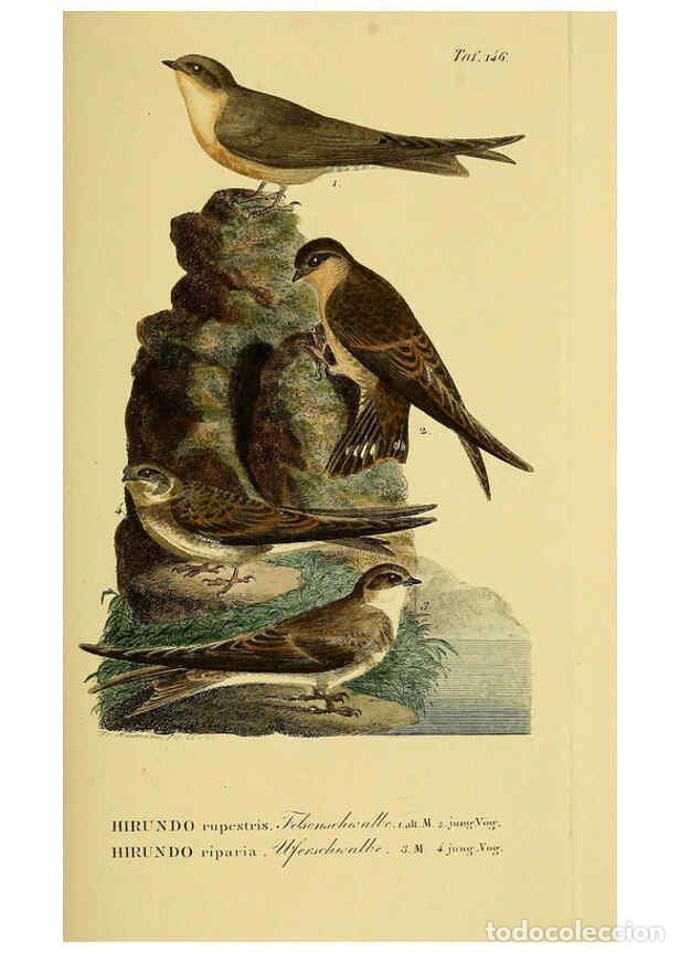 Collezionismo di Riviste e Giornali: Reproducci&oacute;n/Reproduction 6059419106: Johann Andreas Naumann's ... Naturgeschichte der V&ouml;gel Deutsch