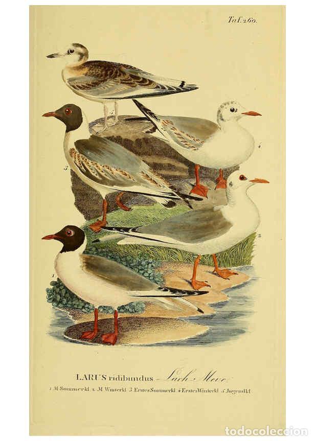 Collezionismo di Riviste e Giornali: Reproducci&oacute;n/Reproduction 6058911501: Johann Andreas Naumann's ... Naturgeschichte der V&ouml;gel Deutsch