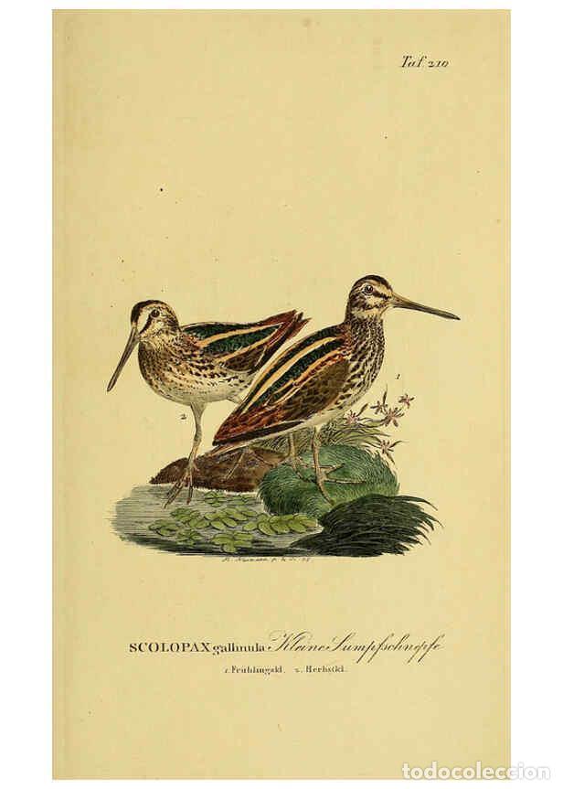 Collezionismo di Riviste e Giornali: Reproducci&oacute;n/Reproduction 6059441554: Johann Andreas Naumann's ... Naturgeschichte der V&ouml;gel Deutsch