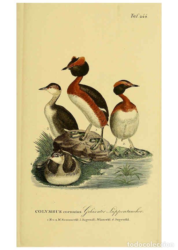 Collezionismo di Riviste e Giornali: Reproducci&oacute;n/Reproduction 6059453408: Johann Andreas Naumann's ... Naturgeschichte der V&ouml;gel Deutsch