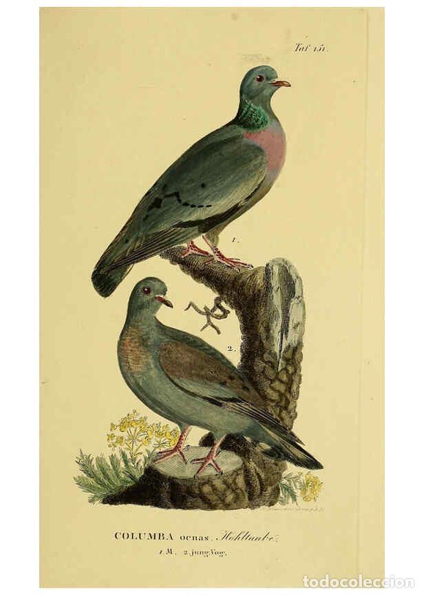 Collezionismo di Riviste e Giornali: Reproducci&oacute;n/Reproduction 6058873435: Johann Andreas Naumann's ... Naturgeschichte der V&ouml;gel Deutsch