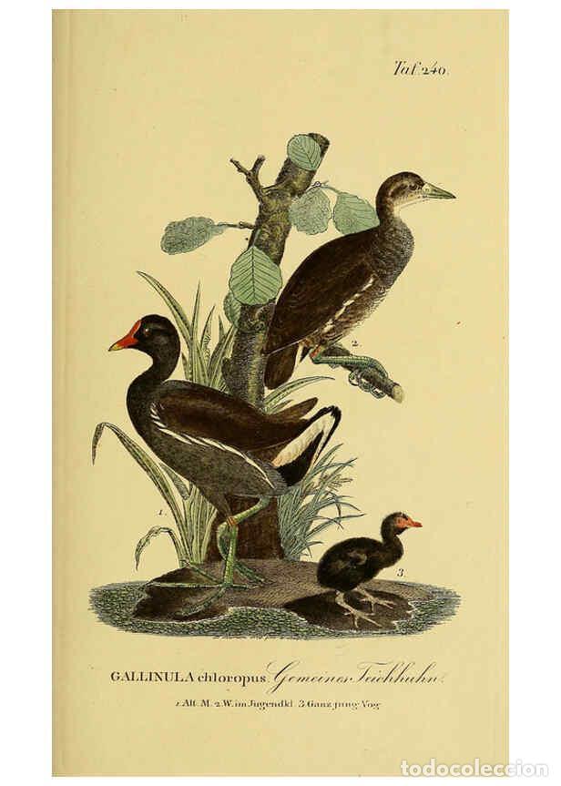 Collezionismo di Riviste e Giornali: Reproducci&oacute;n/Reproduction 6058904439: Johann Andreas Naumann's ... Naturgeschichte der V&ouml;gel Deutsch