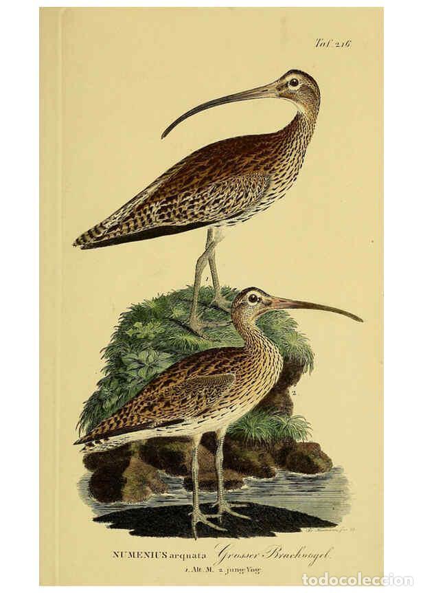 Collezionismo di Riviste e Giornali: Reproducci&oacute;n/Reproduction 6058896271: Johann Andreas Naumann's ... Naturgeschichte der V&ouml;gel Deutsch