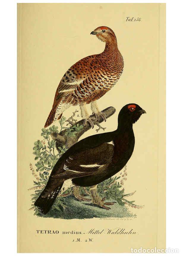 Collezionismo di Riviste e Giornali: Reproducci&oacute;n/Reproduction 6059422610: Johann Andreas Naumann's ... Naturgeschichte der V&ouml;gel Deutsch