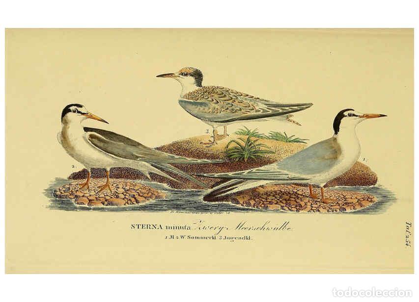 Collezionismo di Riviste e Giornali: Reproducci&oacute;n/Reproduction 6058909157: Johann Andreas Naumann's ... Naturgeschichte der V&ouml;gel Deutsch