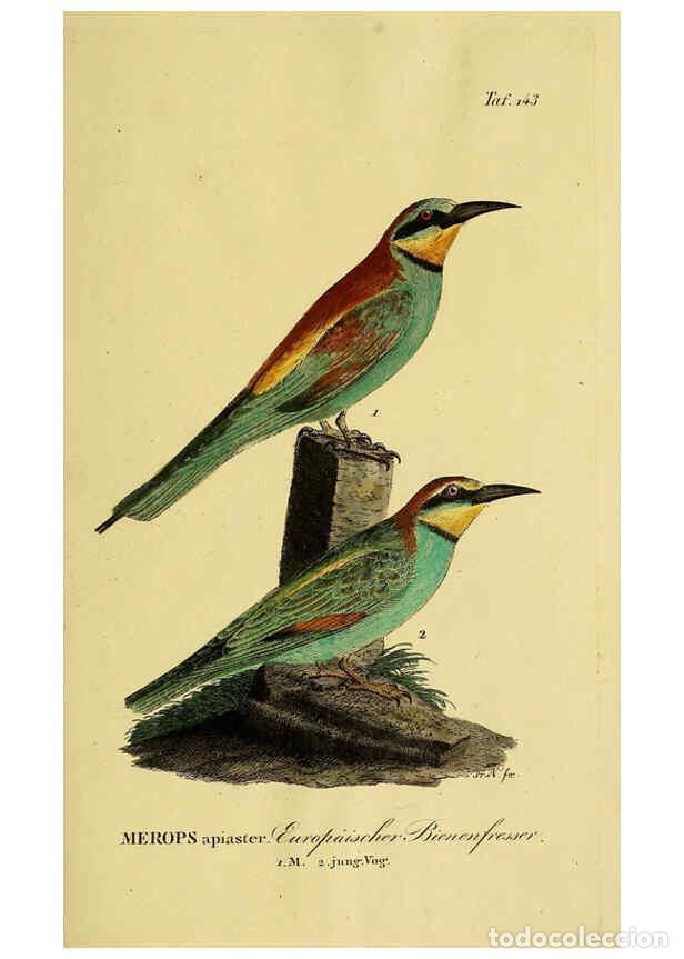 Collezionismo di Riviste e Giornali: Reproducci&oacute;n/Reproduction 6058870811: Johann Andreas Naumann's ... Naturgeschichte der V&ouml;gel Deutsch