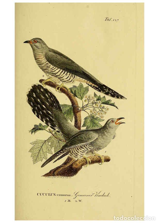 Collezionismo di Riviste e Giornali: Reproducci&oacute;n/Reproduction 6058866175: Johann Andreas Naumann's ... Naturgeschichte der V&ouml;gel Deutsch