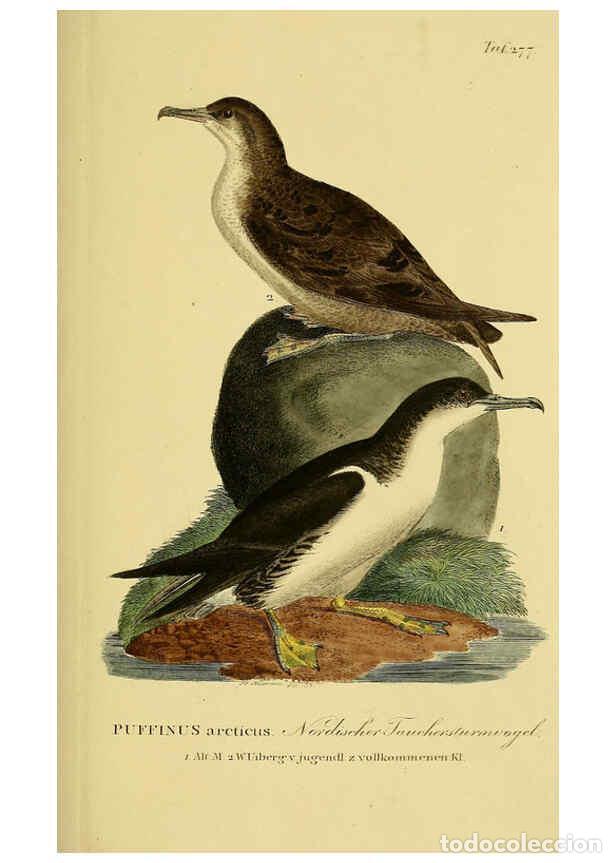 Collezionismo di Riviste e Giornali: Reproducci&oacute;n/Reproduction 6058917309: Johann Andreas Naumann's ... Naturgeschichte der V&ouml;gel Deutsch