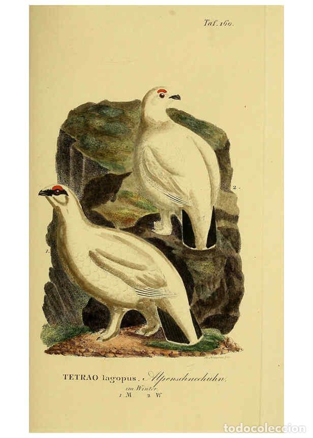 Collezionismo di Riviste e Giornali: Reproducci&oacute;n/Reproduction 6058876677: Johann Andreas Naumann's ... Naturgeschichte der V&ouml;gel Deutsch