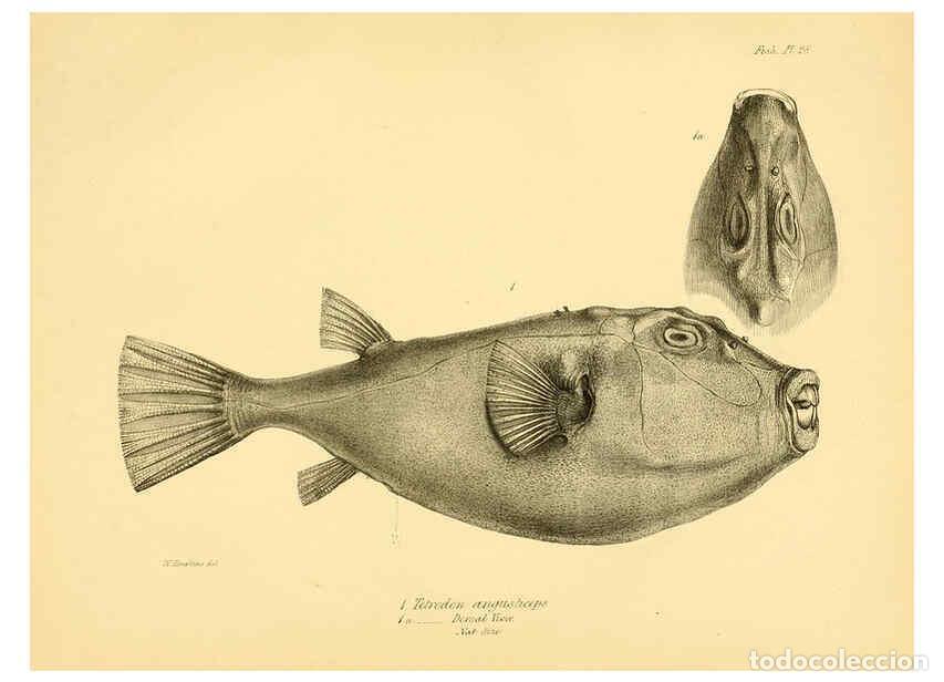 Sammeln von Zeitschriften und Zeitungen: Reproducci&oacute;n/Reproduction 5984930509: The zoology of the voyage of H.M.S. Beagle, pt.4 London,Smith,