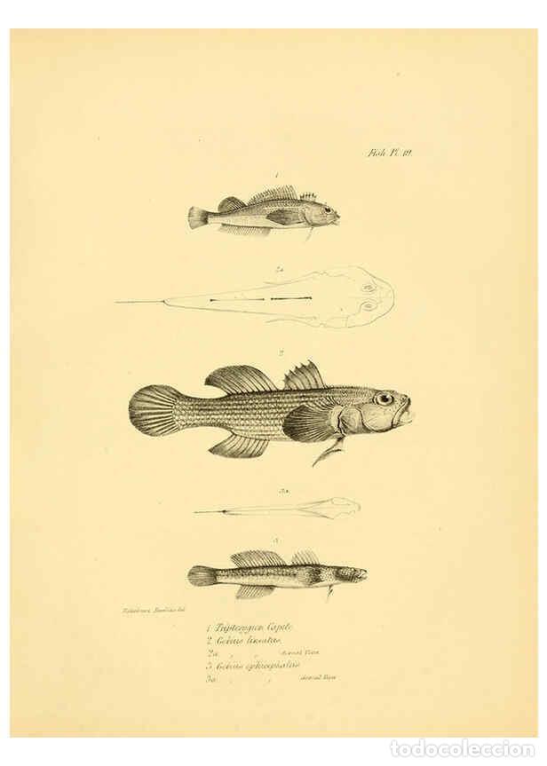Collection Magazines and Newspapers: Reproducci&oacute;n/Reproduction 5985490332: The zoology of the voyage of H.M.S. Beagle, pt.4 London,Smith,