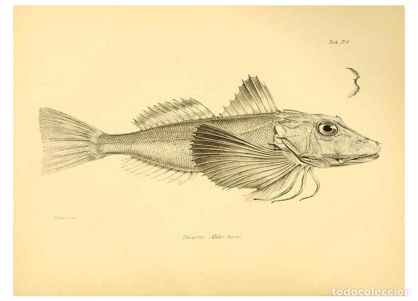 Sammeln von Zeitschriften und Zeitungen: Reproducci&oacute;n/Reproduction 5985487142: The zoology of the voyage of H.M.S. Beagle, pt.4 London,Smith,