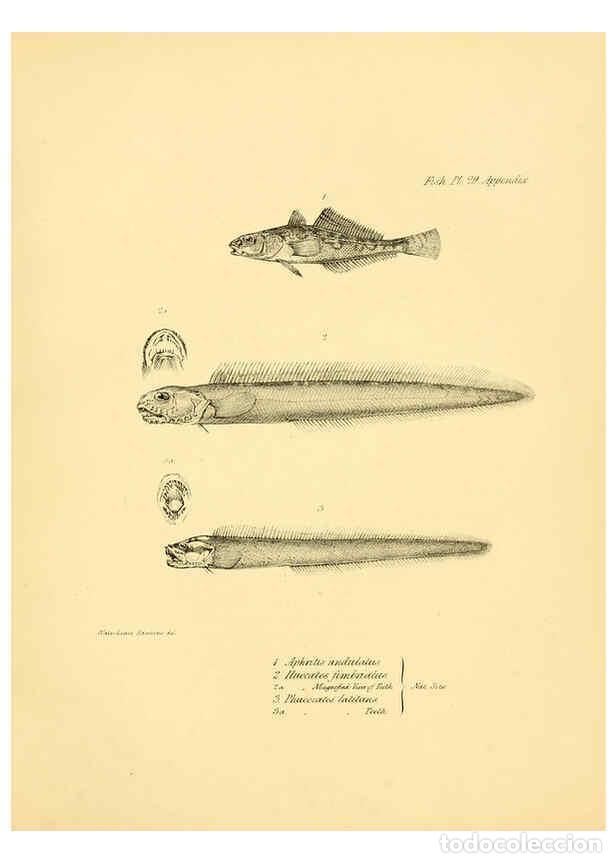 Colecionismo de Revistas e Jornais: Reproducci&oacute;n/Reproduction 5985492820: The zoology of the voyage of H.M.S. Beagle, pt.4 London,Smith,
