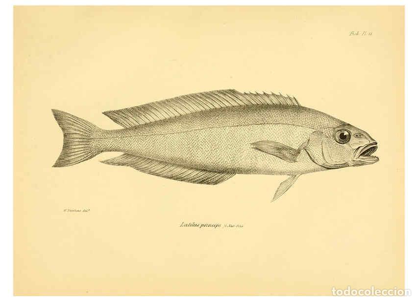 Collezionismo di Riviste e Giornali: Reproducci&oacute;n/Reproduction 5985488372: The zoology of the voyage of H.M.S. Beagle, pt.4 London,Smith,