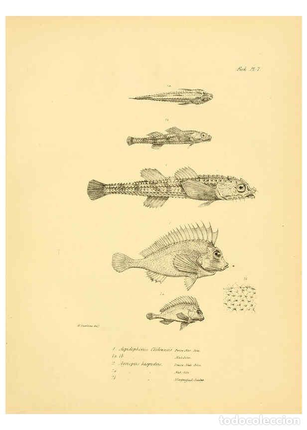 Coleccionismo de Revistas y Peri&oacute;dicos: Reproducci&oacute;n/Reproduction 5985487338: The zoology of the voyage of H.M.S. Beagle, pt.4 London,Smith,
